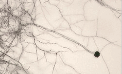 0603cipf-8b96-251x152.png