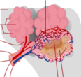 0603crrn-e531-116x110.png
