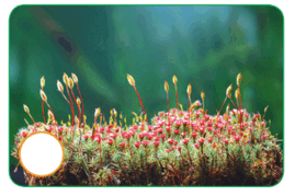 0603cs9b-97e9-269x179.png