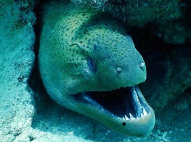 0603cv5a-b35e-388x288.png