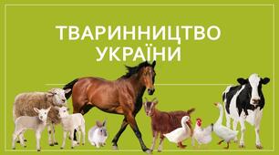 Тваринництво. Зональна спеціалізація сільського господарства України