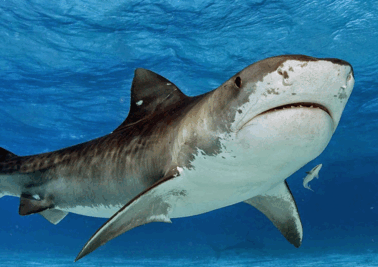0603cv86-378c-378x267.png