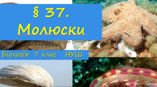 Презентація  до уроку  «§ 37. Молюски»  7клас  НУШ