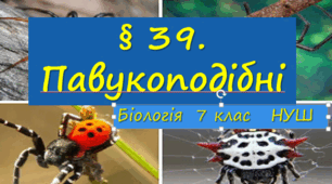 Презентація  до уроку  "§ 39. Павукоподібні"   7клас  НУШ