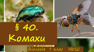Презентація  до уроку  «§ 40. Комахи»    7клас НУШ