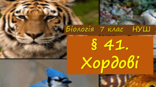 Презентація  до уроку  «§ 41. Хордові»   7клас  НУШ