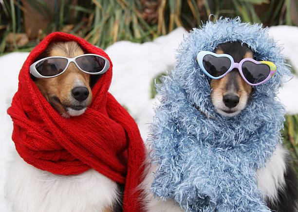 727,200+ Winter Humor Stock Photos, Pictures & Royalty-Free ...