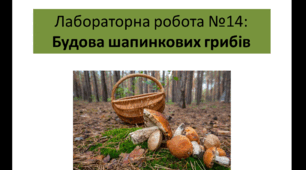 Лабораторна робота № 14 Будова шапинкових грибів