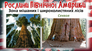 Презентація до уроку ЯДС, 4 клас. Рослинний світ Північної Америки