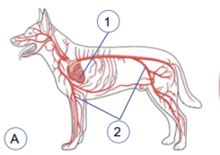 0603dmo7-cf35-245x173.png