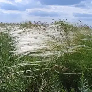 Falz-Fein Biosphere Reserve “Askania Nova” - Nature Reserve Fund of Ukraine