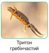 0603dpx0-1e18-172x183.png