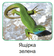0603dpx8-62b0-176x183.png