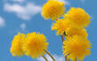 0603dt9h-69a6-109x69.jpg