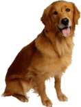 0603dtet-9ac4-118x155.png
