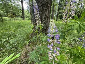 0603e6qu-e984-300x225.jpg