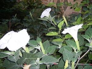 0603e6yw-b885-300x225.jpg