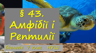 Презентація  до уроку  «§ 43. Амфібії і Рептилії»   7 клас  НУШ