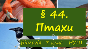 Презентація  до уроку  «§ 44. Птахи»   7клас НУШ