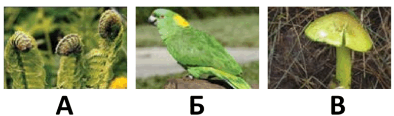 0603earm-cc5e-777x230.png