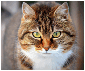 0603eb55-b96f-224x188.png