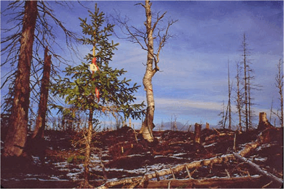 0603ec07-24ce-905x602.png
