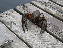 0603ecue-6221-258x197.jpg
