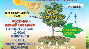Як живляться і дихають рослини