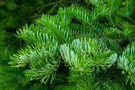 Abies holophylla — Вікіпедія