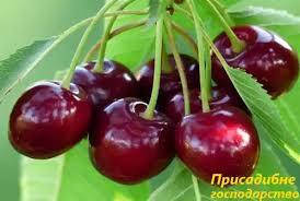 Вишня - Присадибне господарство