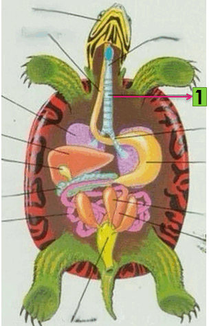 0603egii-bda8-362x566.png