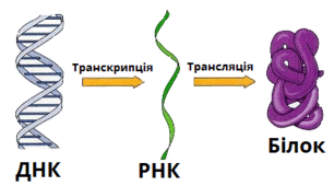Біосинтез білка