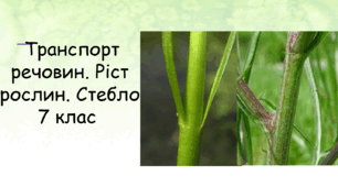 презентація "Транспорт речовин. Ріст рослин. Стебло"
