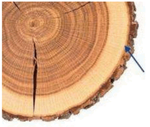 0603eyvm-d520-296x250.png