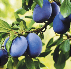 0603f3od-5a81-233x228.png