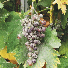0603f3oj-0f46-227x229.png