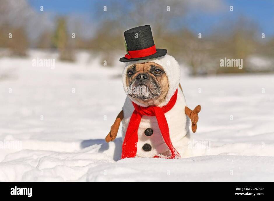 Dog snow funny hi-res stock photography and images - Alamy