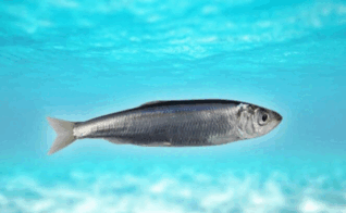 0603f9al-7cb5-318x196.png