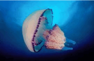 0603f9bk-878e-318x209.png
