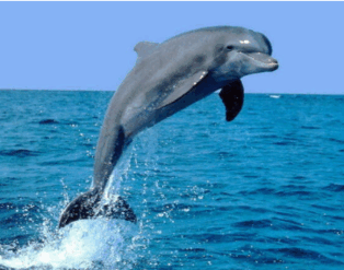 0603f9ru-d40d-314x247.png
