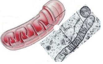 0603fccs-8db8-333x206.png