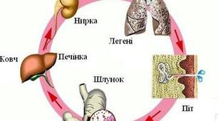 Виділення.Терморегуляція.