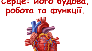 Система кровообігу. Серце: його будова, робота та функції. НУШ 8 клас
