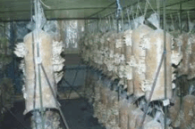 0603fi1a-9231-209x139.png