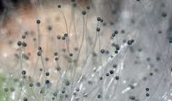 0603fi55-9f67-247x146.png