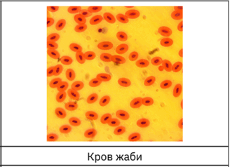 0603fjj5-1349-367x266.png