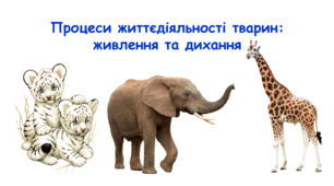 Процеси життєдіяльності тварин: живлення та дихання