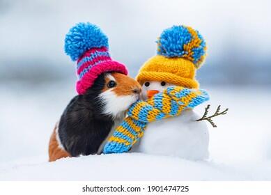 Funny Winter Animals Photos, Images & Pictures | Shutterstock