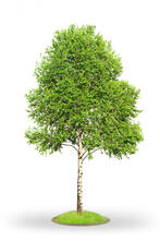 0603fnoe-22ed-400x600.jpg