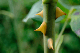 0603fnxq-6d79-279x186.png